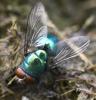 44609 – Photo : David Guedon – France (76)