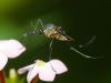 44099 – Photo : Alexandre Vinot – Guyane française