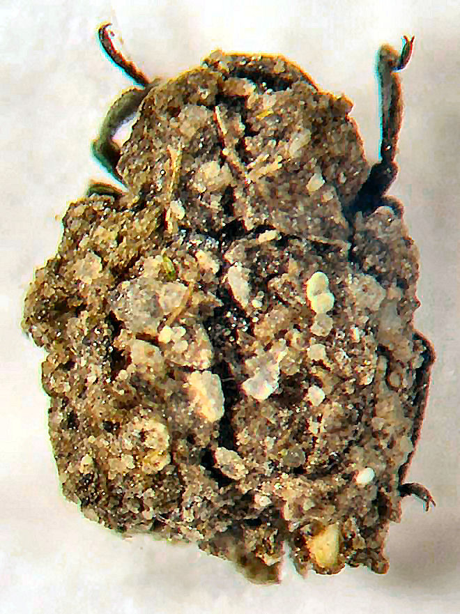 Christian Perez - Georissus (Georissus) crenulatus - réf. 44296 (660 x 881 pixels, 181 ko)