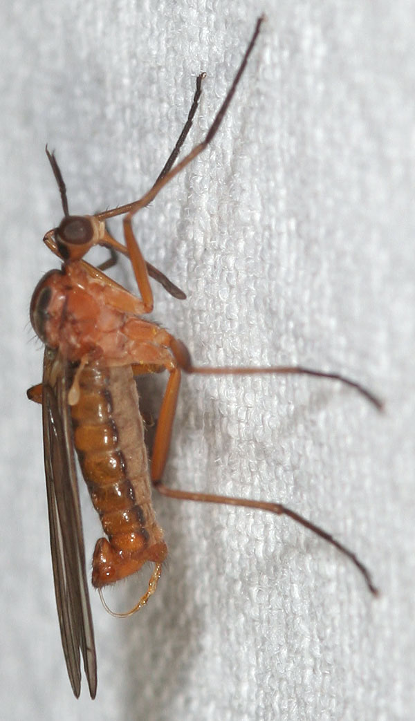 Arthropa - Benoit Martha - Empis (Xanthempis) trigramma - réf. 44627 (600 x 1043 pixels, 92 ko)