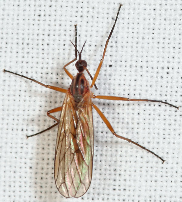 Arthropa - Benoit Martha - Empis (Xanthempis) trigramma - réf. 44626 (600 x 668 pixels, 84 ko)