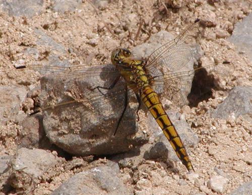 Orthetrum cancellatum