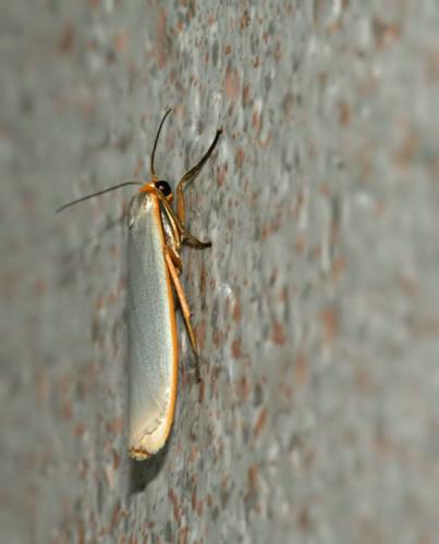 Réf. 45 618 : Eilema caniola