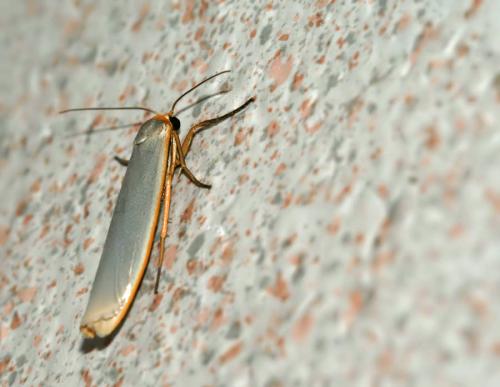 Réf. 45 628 : Eilema caniola