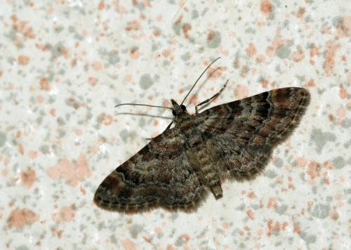 Gymnoscelis rufifasciata