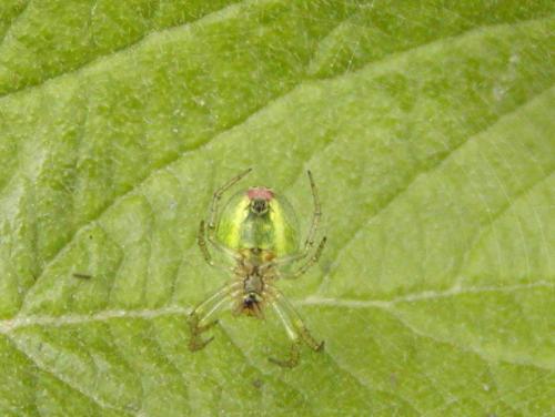 Araniella sp.