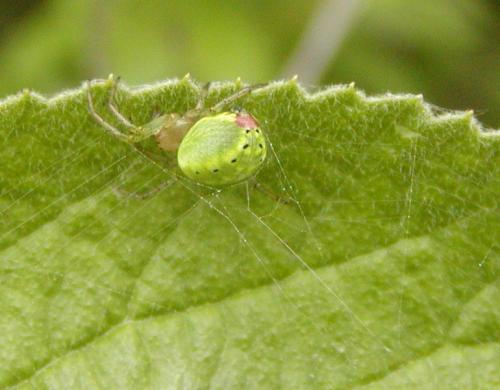 Araniella sp.