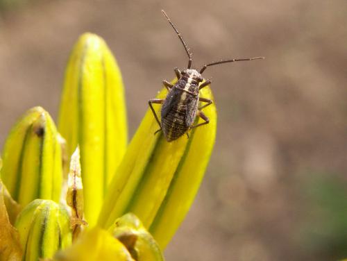 Horistus orientalis