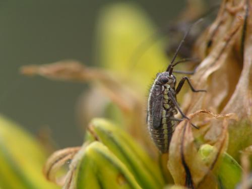 Horistus orientalis