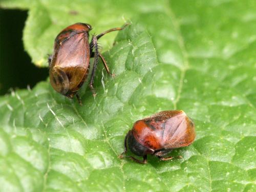 Penthimia nigra
