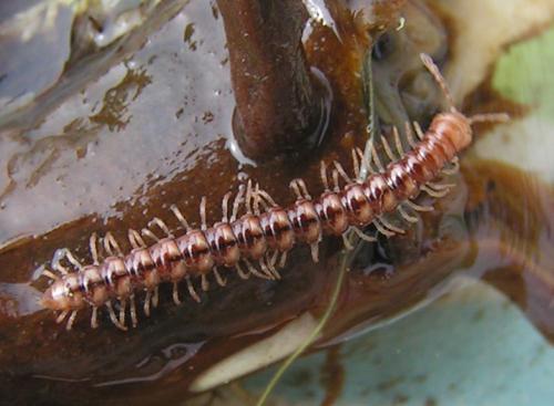 Réf. 45 232 : Stosatea italica