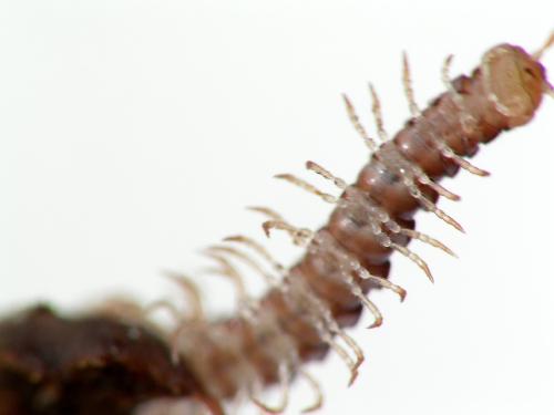 Stosatea italica