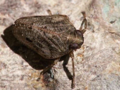 Issus coleoptratus