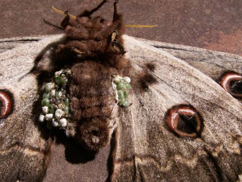 Réf. 45 320 : Saturnia pyri