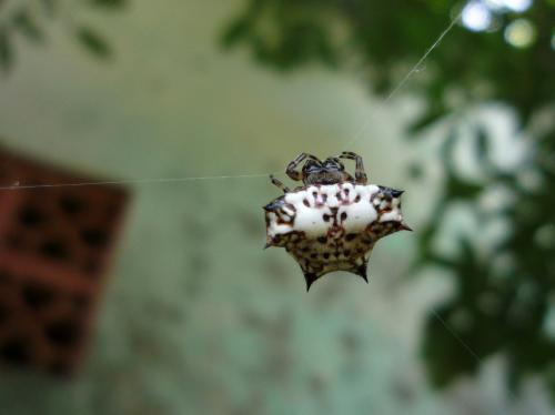 Gasteracantha kuhli
