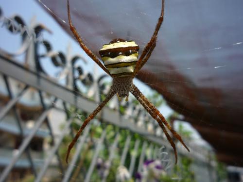 Argiope sp.