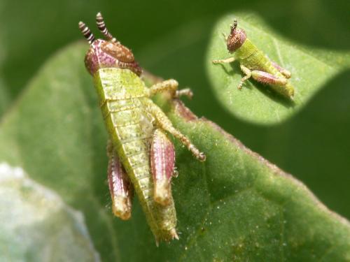 Pezotettix giornae