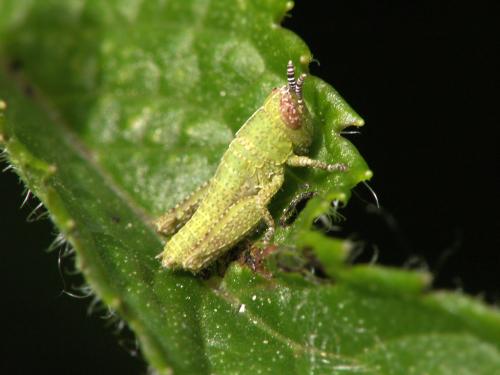 Pezotettix giornae