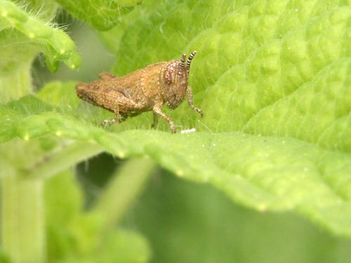 Pezotettix giornae