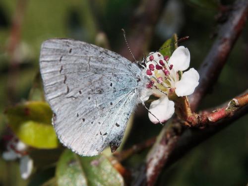 Réf. 45 953 : Celastrina argiolus