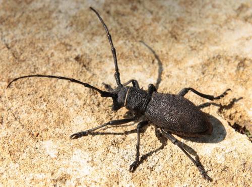 Morimus asper