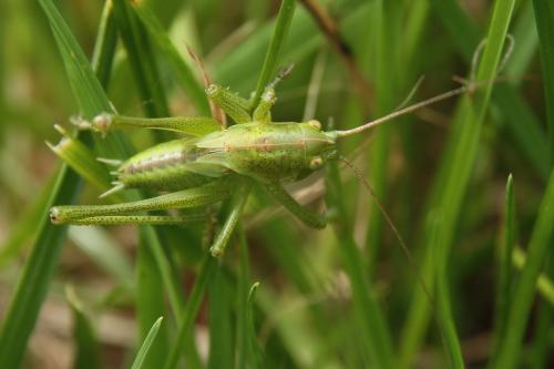 Tettigonia viridissima