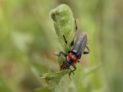 Cantharis fusca