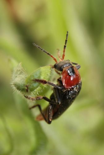 Réf. 45 429 : Cantharis fusca