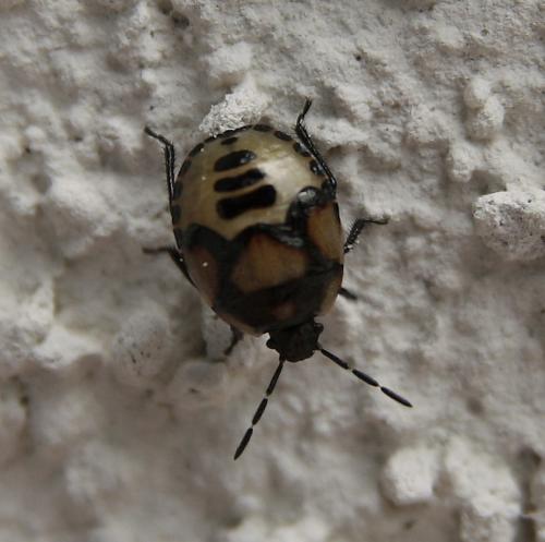 Tritomegas sp.