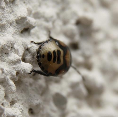 Tritomegas sp.
