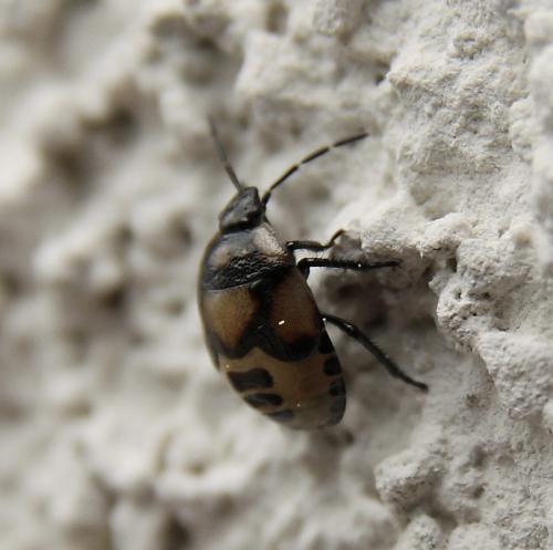 Tritomegas sp.