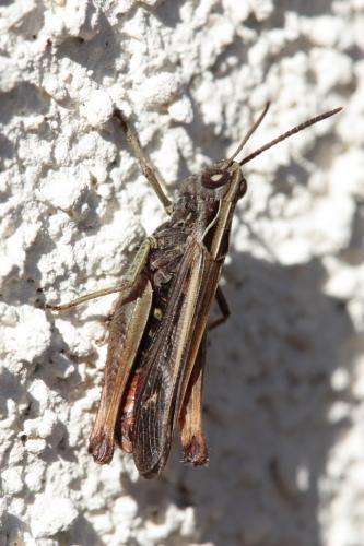 Réf. 45 884 : Omocestus rufipes