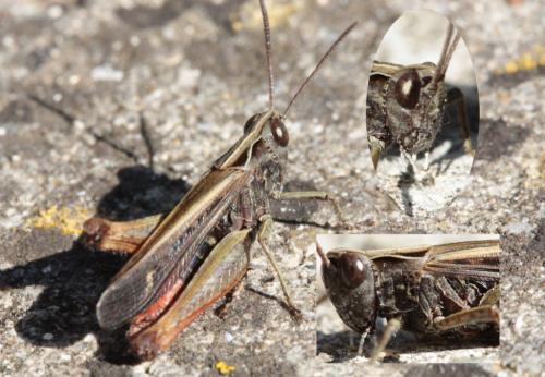 Omocestus rufipes
