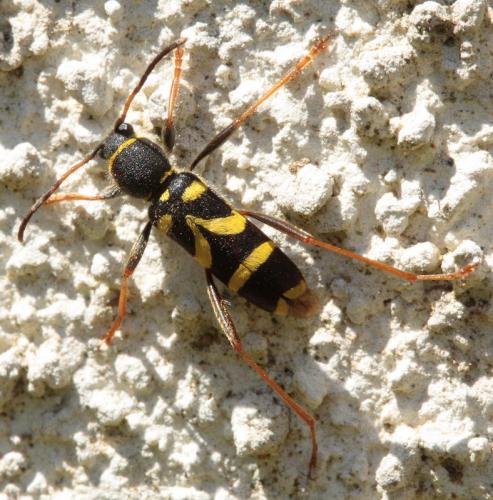 Clytus arietis