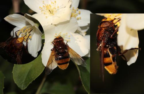 Volucella zonaria