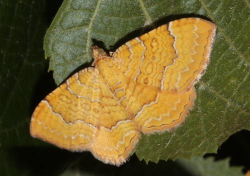 Réf. 45 820 : Camptogramma bilineata