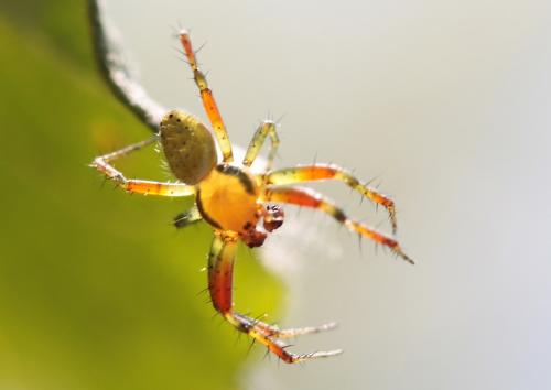Araniella sp.