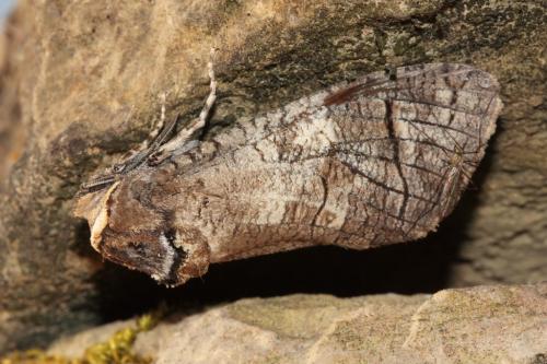 Réf. 45 630 : Cossus cossus