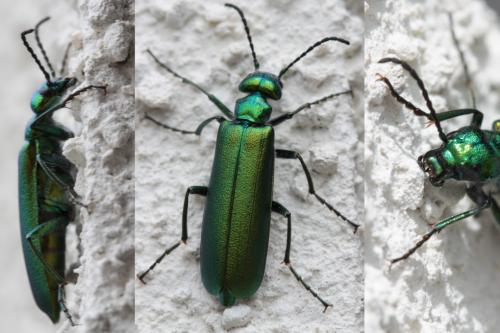 Lytta vesicatoria