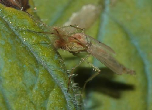 Chironomus sp.