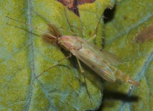 Chironomus sp.