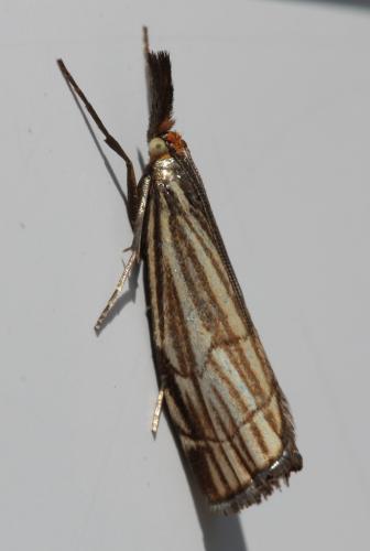 Réf. 45 955 : Chrysocrambus craterella