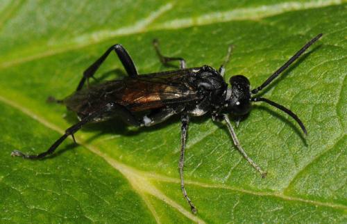 Réf. 45 813 : Macrophya annulata