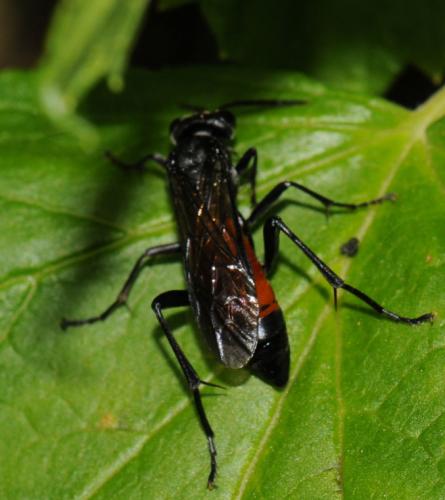Macrophya annulata