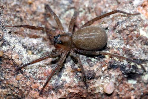 Réf. 45 518 : Trabea paradoxa