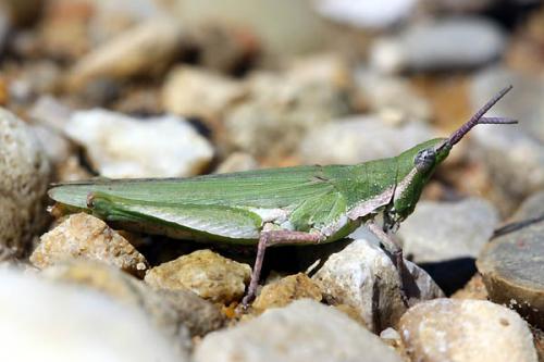 Réf. 45 700 : Pyrgomorpha conica conica