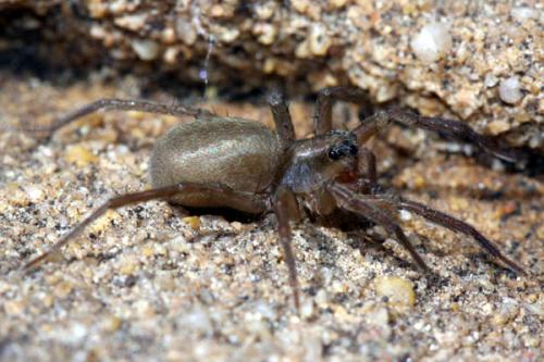 Trabea paradoxa
