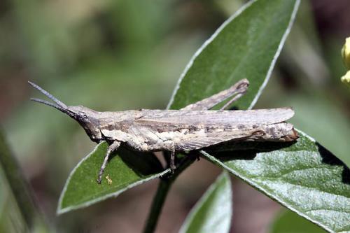 Pyrgomorpha conica conica