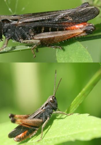 Omocestus rufipes