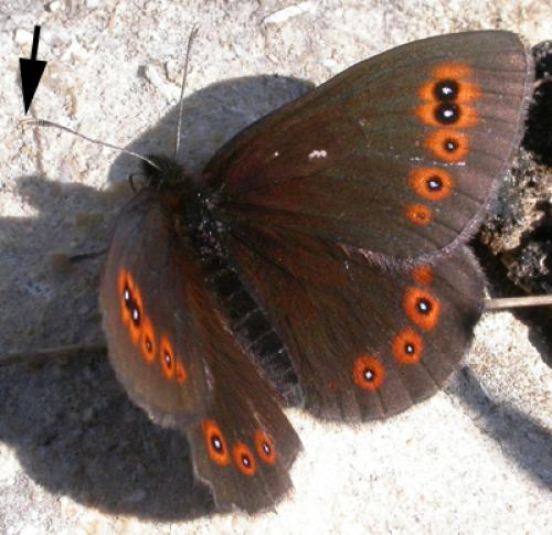 Erebia sp.